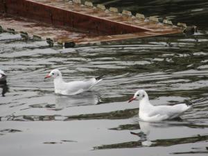 野鳥（海に近く、水が温かいので、様々な野鳥が訪れます。）